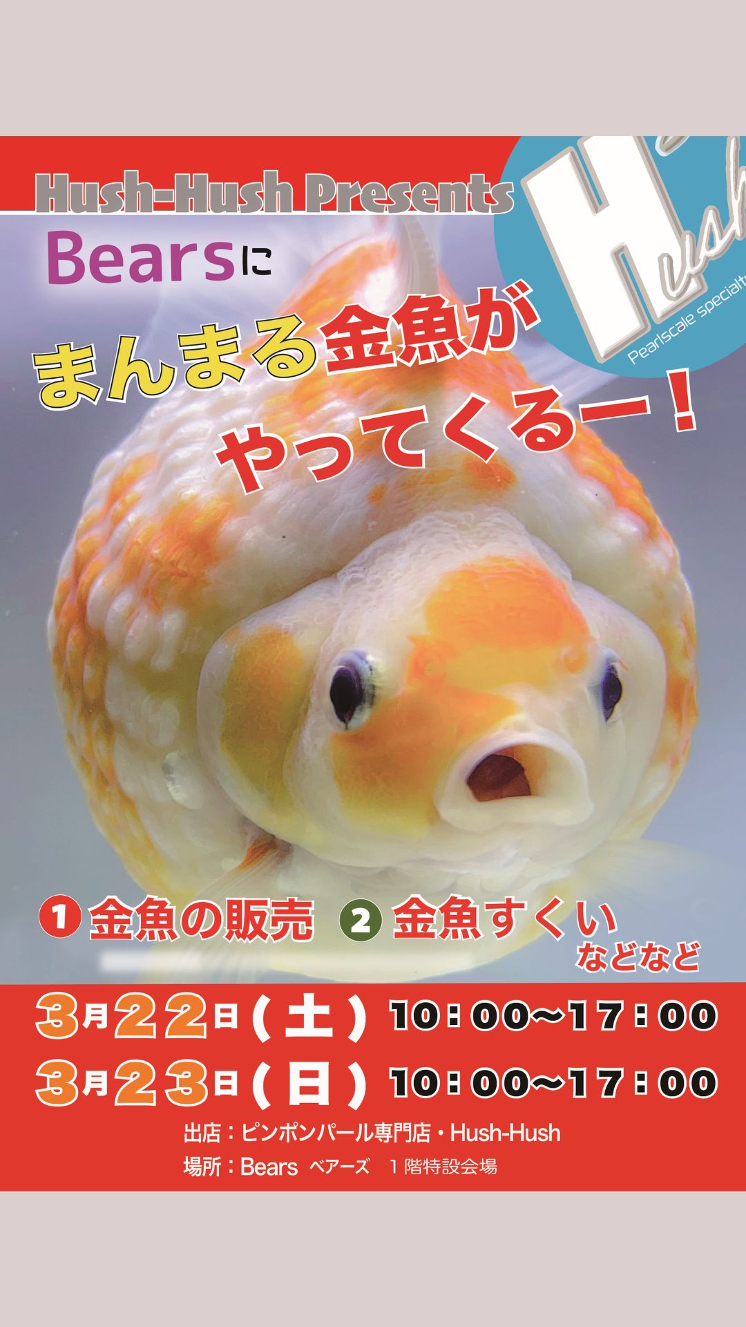 🐟ピンポンパールがやってくる～!!