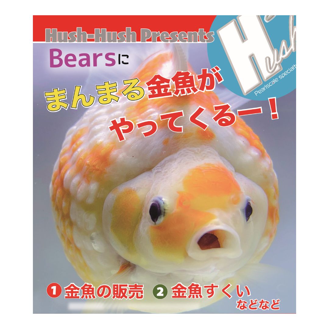 \\\まん丸きんぎょ『ピンポンパール』///